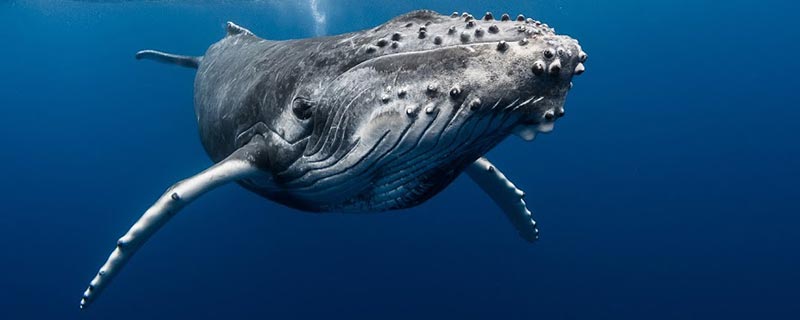 La Baleine à bosse