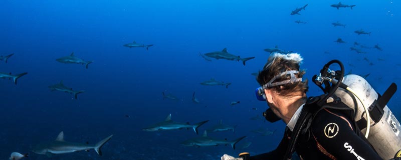 Mur de requins gris (Passe de Tumakohua), Fakarava Sud