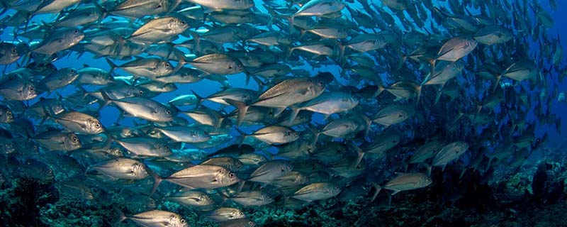 La Carangue aux gros yeux