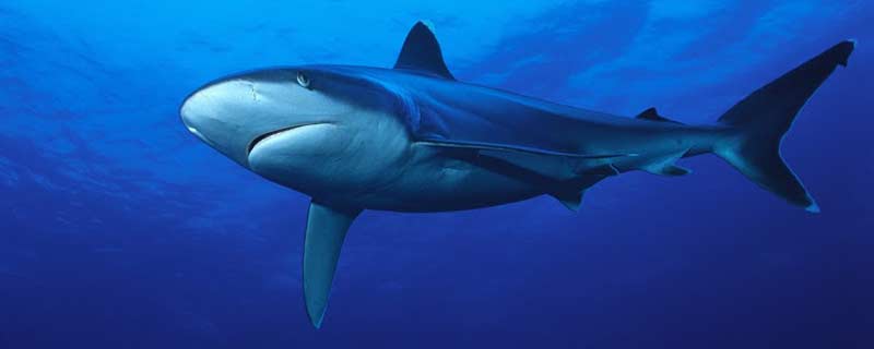 Le Requin Tapete