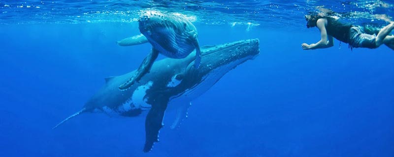 Sortie Baleines, Tahiti