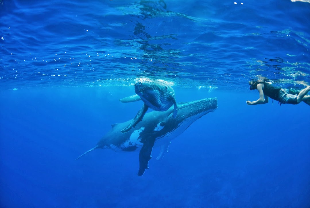 les cetaces de polynesie