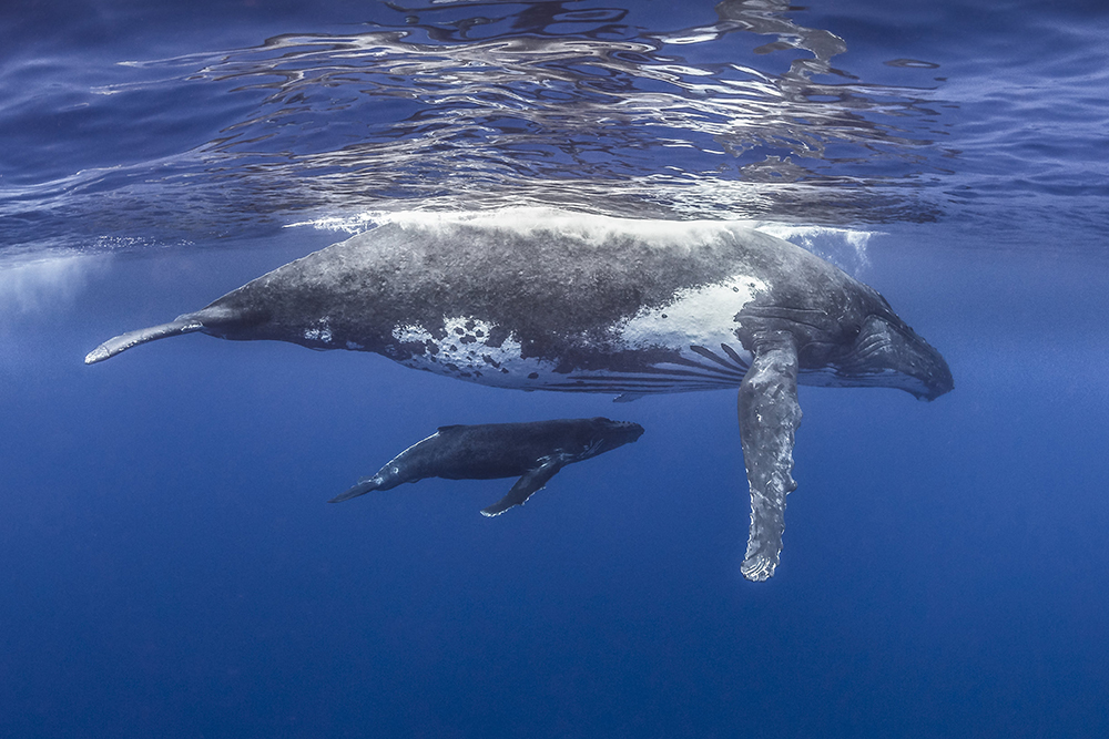 les cetaces de polynesie